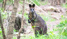 Warriewood Wetlands