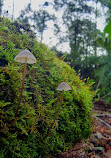 Emerald Lake Car Park