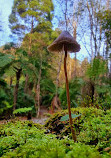 Emerald Lake Car Park