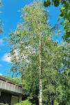 Strandbad Tiefenbrunnen