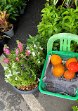 Chatuchak Flower Market