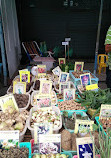 Chatuchak Flower Market