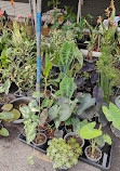 Chatuchak Flower Market