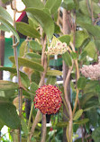 Chatuchak Flower Market