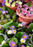 Chatuchak Flower Market