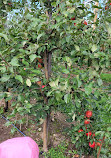 Paradise Pointe Orchard