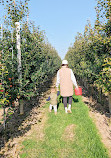 Paradise Pointe Orchard