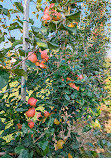 Paradise Pointe Orchard