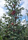 Paradise Pointe Orchard