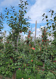 Paradise Pointe Orchard