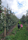 Paradise Pointe Orchard