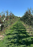 Paradise Pointe Orchard