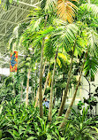 Devonian Gardens