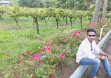 Sula Vineyards Point