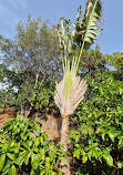 Palmetum