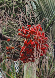 Palmetum