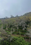 Vattakanal Waterfalls