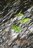 Vattakanal Waterfalls