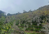 Vattakanal Waterfalls