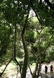 Vattakanal Waterfalls