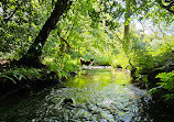 Deerpark Forest Walk