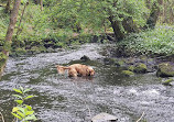 Deerpark Forest Walk