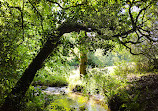 Deerpark Forest Walk