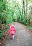 Deerpark Forest Walk