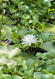 Caddo Lake National Wildlife Refuge