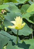 Caddo Lake National Wildlife Refuge