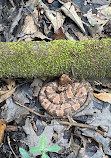 Caddo Lake National Wildlife Refuge