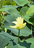 Caddo Lake National Wildlife Refuge