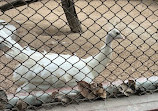 Korangi Zoo