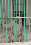 Korangi Zoo