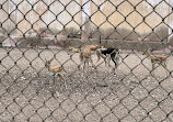 Korangi Zoo