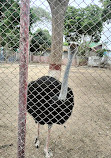 Korangi Zoo