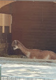 Tiergehege im Kaisergarten