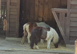 Tiergehege im Kaisergarten