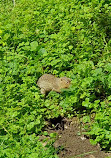 Tiergehege im Kaisergarten