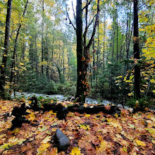 Mosquito Creek Trail