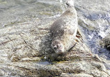 Whytecliff Scuba Beach