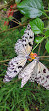 Butterfly Domes