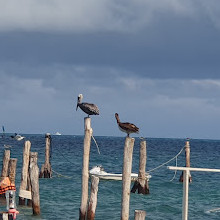 Restaurant Muelle Viejo