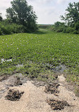 Madere Marsh Boardwalk