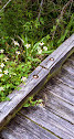 Madere Marsh Boardwalk