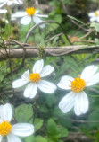 Madere Marsh Boardwalk