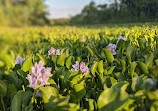 Madere Marsh Boardwalk