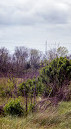 Madere Marsh Boardwalk