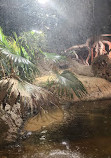 The Rainforest