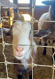 Mississippi Agriculture and Forestry Museum